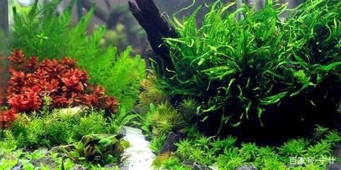 魚(yú)缸草有哪些（水草養(yǎng)殖的光照管理） 魚(yú)缸草有哪些（水草養(yǎng)殖的光照管理） 龍魚(yú)百科 第6張