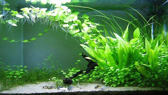 魚(yú)缸草有哪些（水草養(yǎng)殖的光照管理） 魚(yú)缸草有哪些（水草養(yǎng)殖的光照管理） 龍魚(yú)百科 第1張