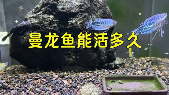 曼龍魚怎么養才能養得很長久
