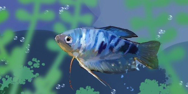 曼龍魚怎么養才能養得很長久