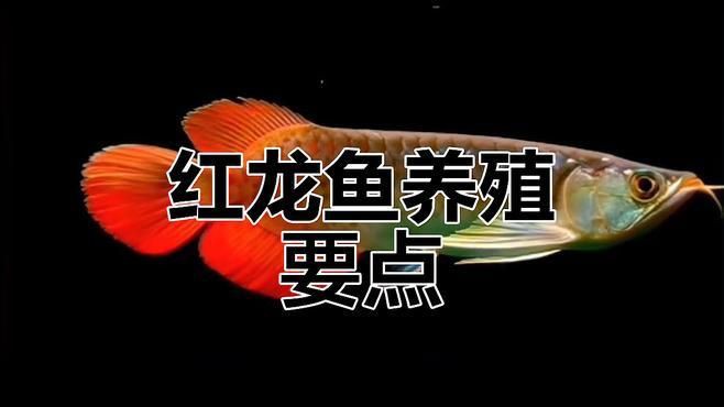 超血紅龍魚的最佳飼養環境