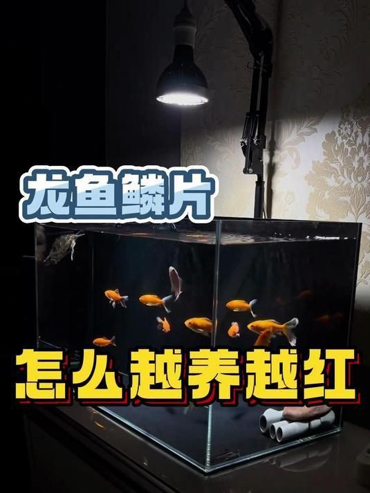 龍魚鱗片充血會自愈嗎? 龍魚百科 第5張 龍魚鱗片充血會自愈嗎? 龍魚鱗片充血會自愈嗎? 龍魚百科 第5張