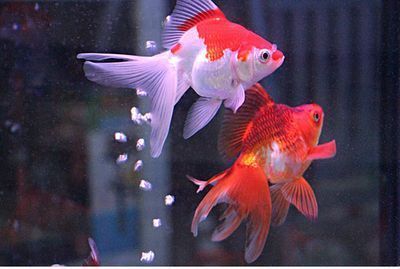 龍魚一般養幾條最吉利：關于養龍魚的一些詳細信息