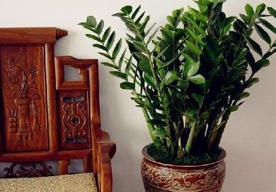 龍魚一般養幾條最吉利：關于養龍魚的一些詳細信息