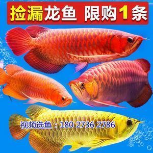 紅龍魚的樣子是什么樣的（紅龍魚的外觀特征）