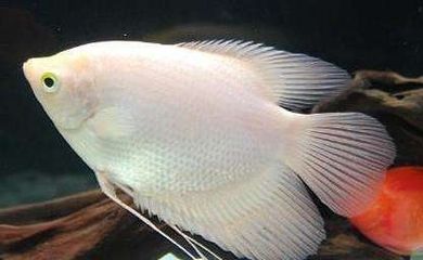 銀龍魚(yú)小時(shí)候什么顏色（銀龍魚(yú)在幼年時(shí)期的體色通常是藍(lán)色的） 銀龍魚(yú)小時(shí)候什么顏色（銀龍魚(yú)在幼年時(shí)期的體色通常是藍(lán)色的） 龍魚(yú)百科 第1張