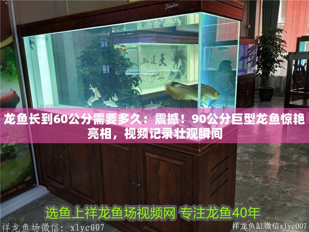 龍魚長到60公分需要多久:震撼!90公分巨型龍魚驚艷亮相,視頻記錄壯觀瞬間 龍魚百科 第1張 龍魚長到60公分需要多久:震撼!90公分巨型龍魚驚艷亮相,視頻記錄壯觀瞬間 龍魚長到60公分需要多久:震撼!90公分巨型龍魚驚艷亮相,視頻記錄壯觀瞬間 龍魚百科 第1張
