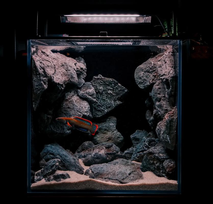 能與雷龍魚混養的植物有哪些