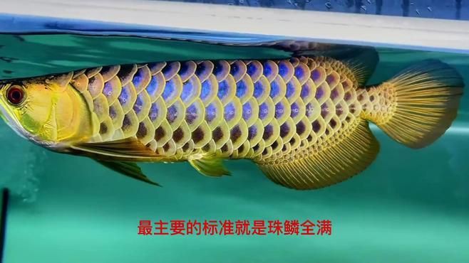 如何辨別金龍魚的品質？