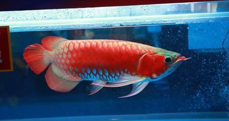 龍魚錦標賽冠軍（2019年長城杯世界龍魚錦標賽冠軍信息分享龍魚市場價格趨勢）