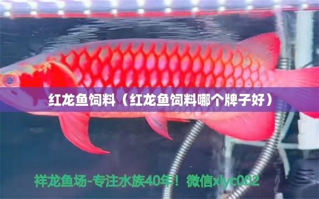 紅龍魚飼料哪個(gè)牌子好：紅龍魚飼料品牌歷史