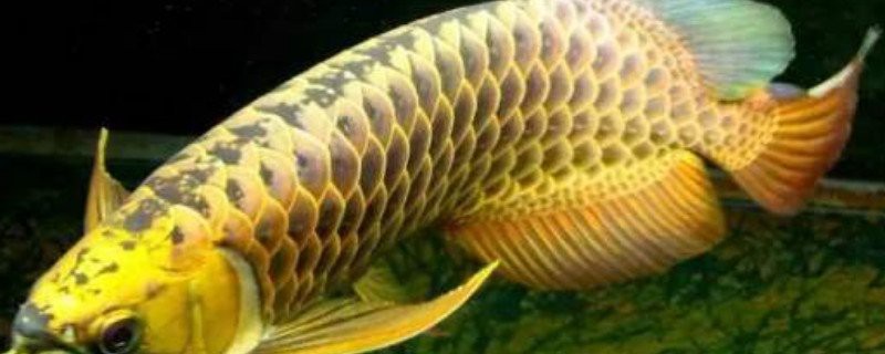 金龍魚恢復期間需要換水嗎？