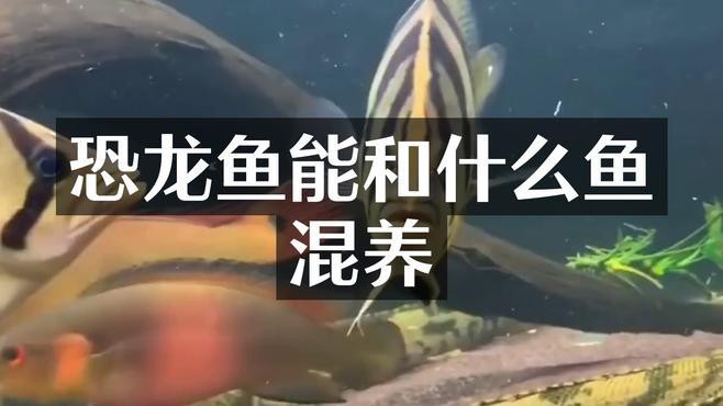 恐龍魚混養需要注意什么？