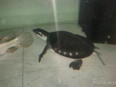 龍魚之巔論壇自由交易：龍魚之巔論壇怎么樣