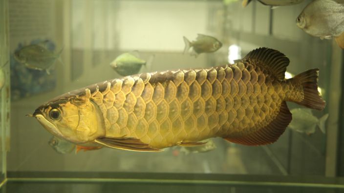 我的虎魚真菌感染了要怎么處理 皇冠三間魚的日常飼料選擇(如何自制皇冠三間魚飼料) 龍魚百科 皇冠三間魚的日常飼料選擇(如何自制皇冠三間魚飼料) 皇冠三間魚的日常飼料選擇(如何自制皇冠三間魚飼料) 龍魚百科