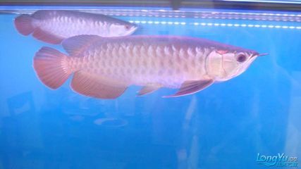 怎么樣可以讓金龍魚發色好看一點：如何讓金龍魚發色好看