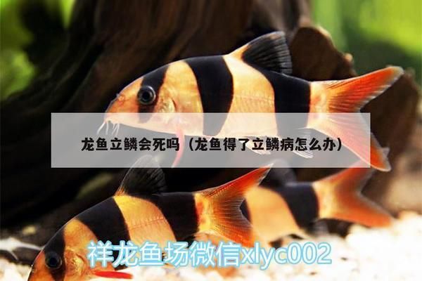 龍魚立鱗會死嗎，如何預防龍魚立鱗病的早期癥狀