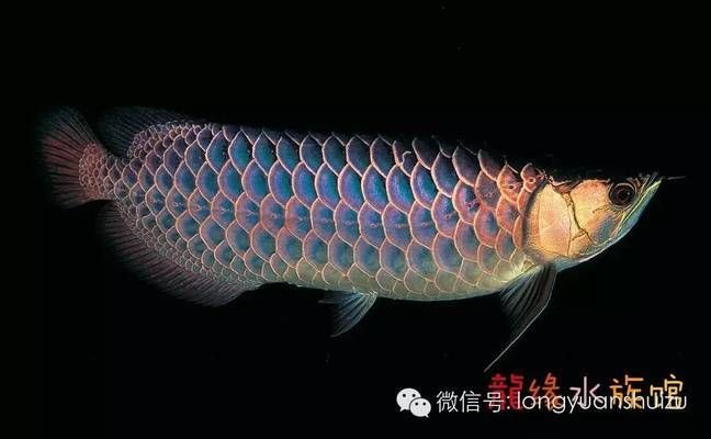 七彩龍魚是什么品種（七彩龍魚與普通龍魚屬于同一品種嗎）