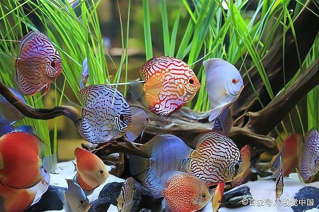 魚缸細菌感染多久會死亡？ 魚缸細菌感染多久會死亡？ 龍魚百科 第6張