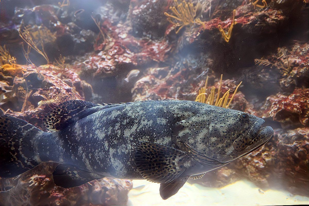 魚缸細菌感染多久會死亡？ 魚缸細菌感染多久會死亡？ 龍魚百科 第8張