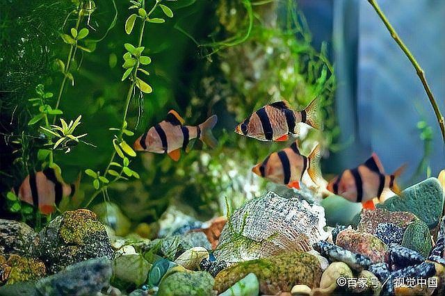 魚缸細菌感染多久會死亡？ 魚缸細菌感染多久會死亡？ 龍魚百科 第4張