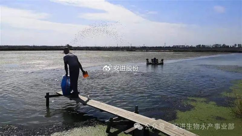 魚缸細菌感染多久會死亡？ 魚缸細菌感染多久會死亡？ 龍魚百科 第1張
