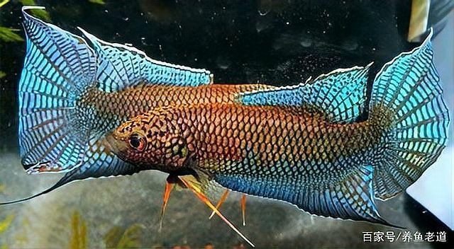 魚缸細菌感染多久會死亡？ 魚缸細菌感染多久會死亡？ 龍魚百科 第5張