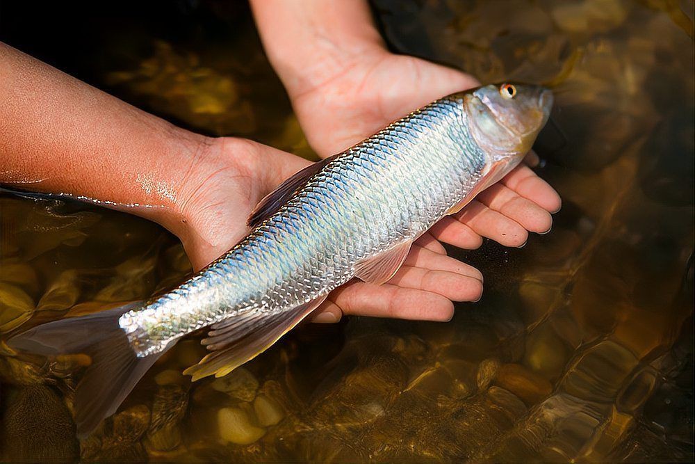 魚缸細菌感染多久會死亡？ 魚缸細菌感染多久會死亡？ 龍魚百科 第2張