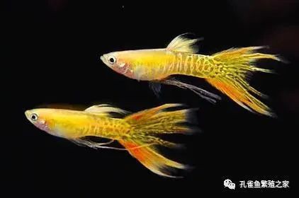 魚缸細菌感染多久會死亡？ 魚缸細菌感染多久會死亡？ 龍魚百科 第3張