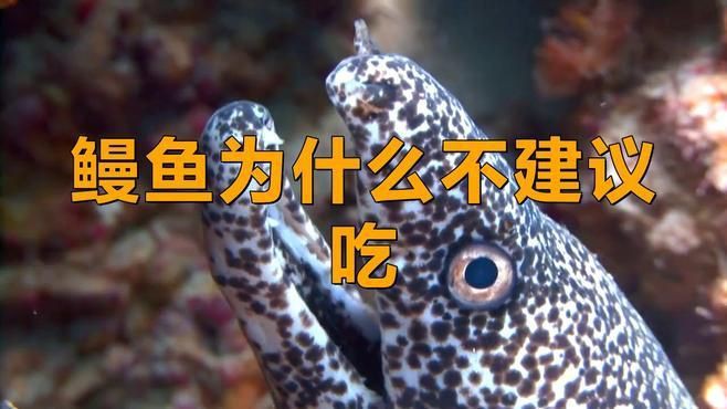 鰻鱗魚為何要盡量少吃