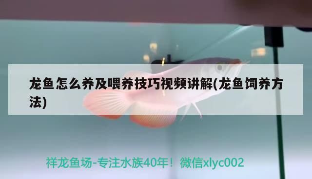 高檔龍魚配魚（高檔龍魚混養(yǎng)技巧） 高檔龍魚配魚（高檔龍魚混養(yǎng)技巧） 龍魚百科 第5張
