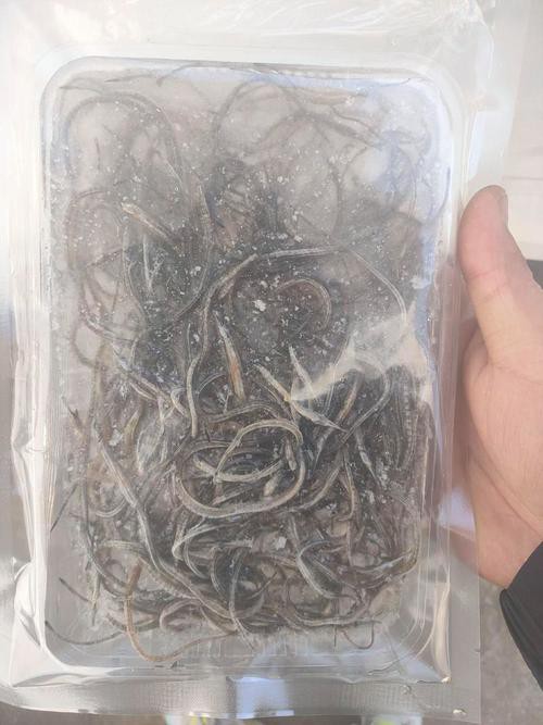 海龍魚圖片大全高清