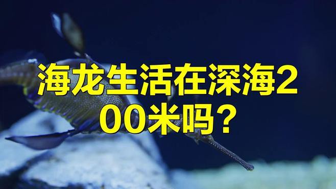 海龍魚圖片大全高清
