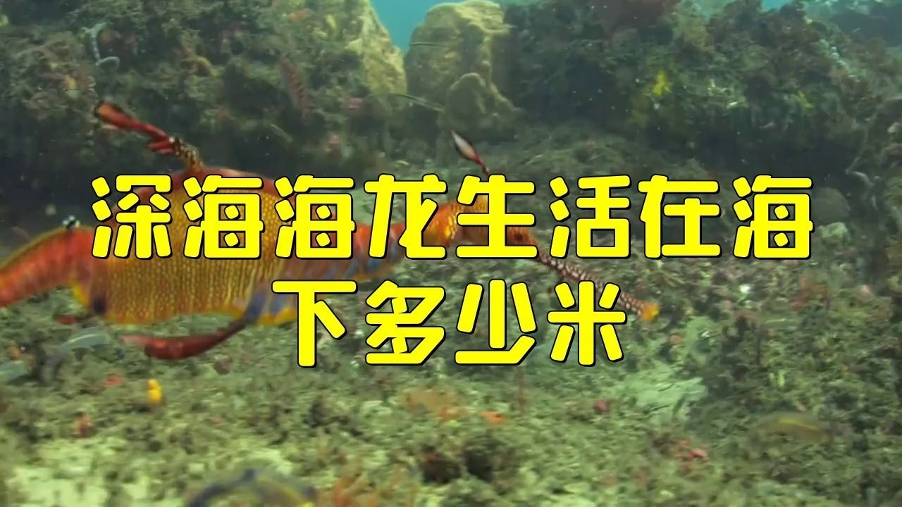 海龍魚圖片大全高清