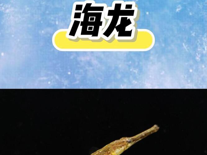 海龍魚圖片大全高清