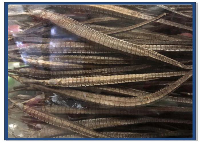 海龍魚圖片大全高清