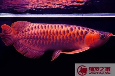 紅龍魚吃什么發色快（紅龍魚吃什么發色最好紅龍魚吃什么發色最快） 紅龍魚吃什么發色快（紅龍魚吃什么發色最好紅龍魚吃什么發色最快） 龍魚百科 第2張
