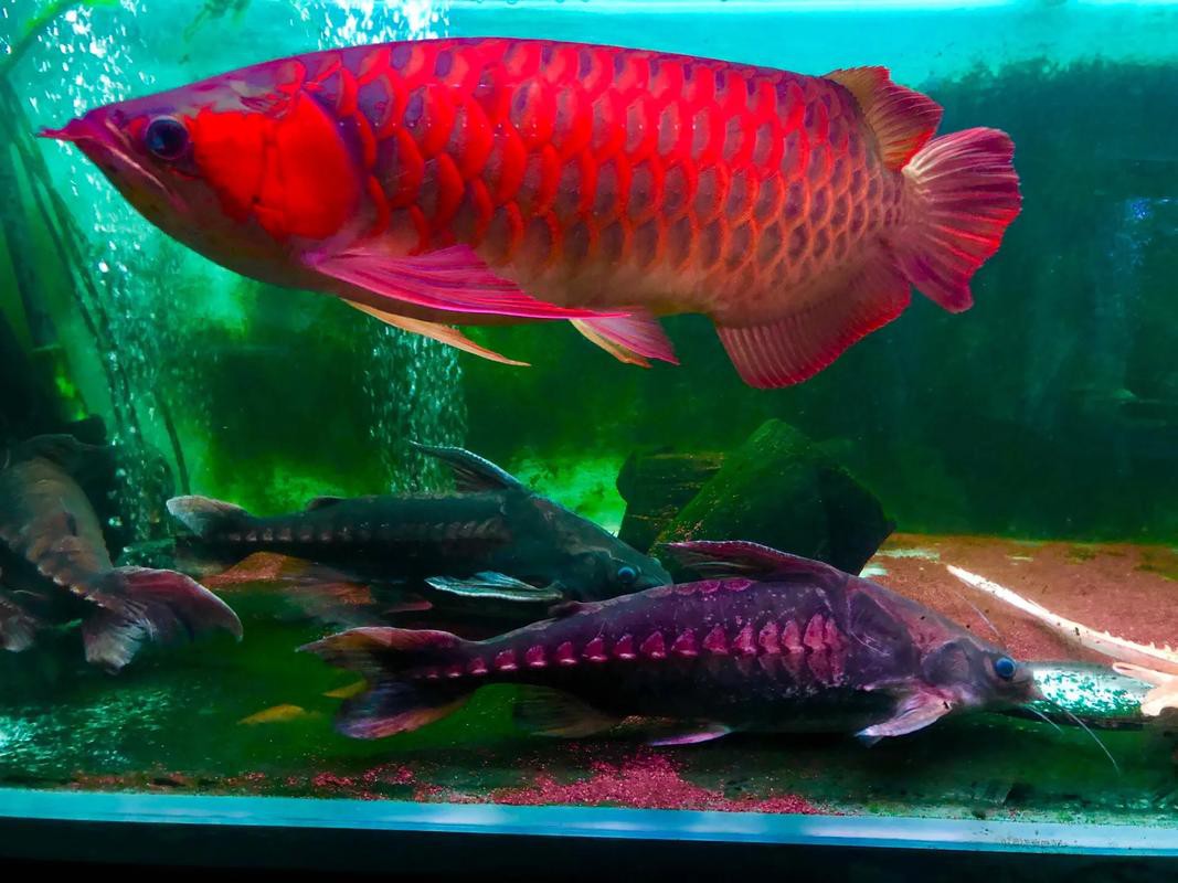 有沒有適合紅龍魚的背景圖