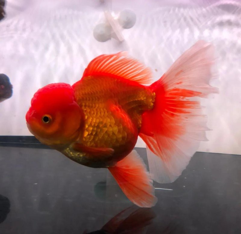 金龍魚生長過快如何處理？