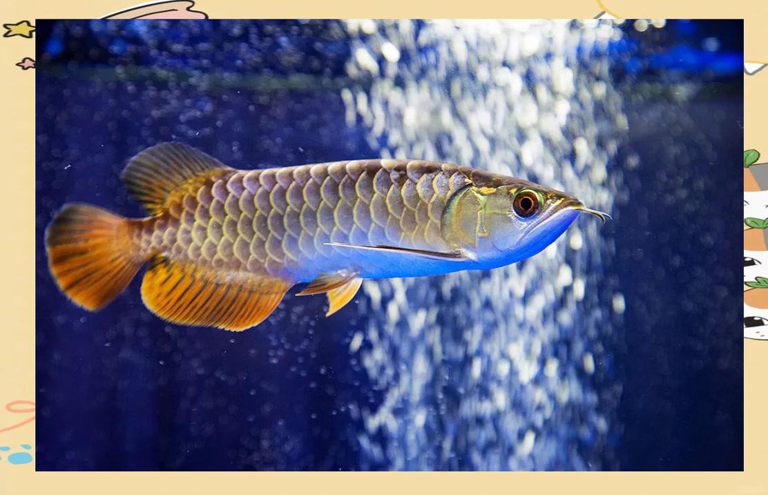 金龍魚生長過快如何處理？