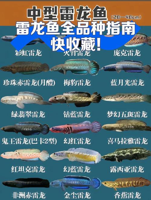 能和雷龍魚混養的魚品種