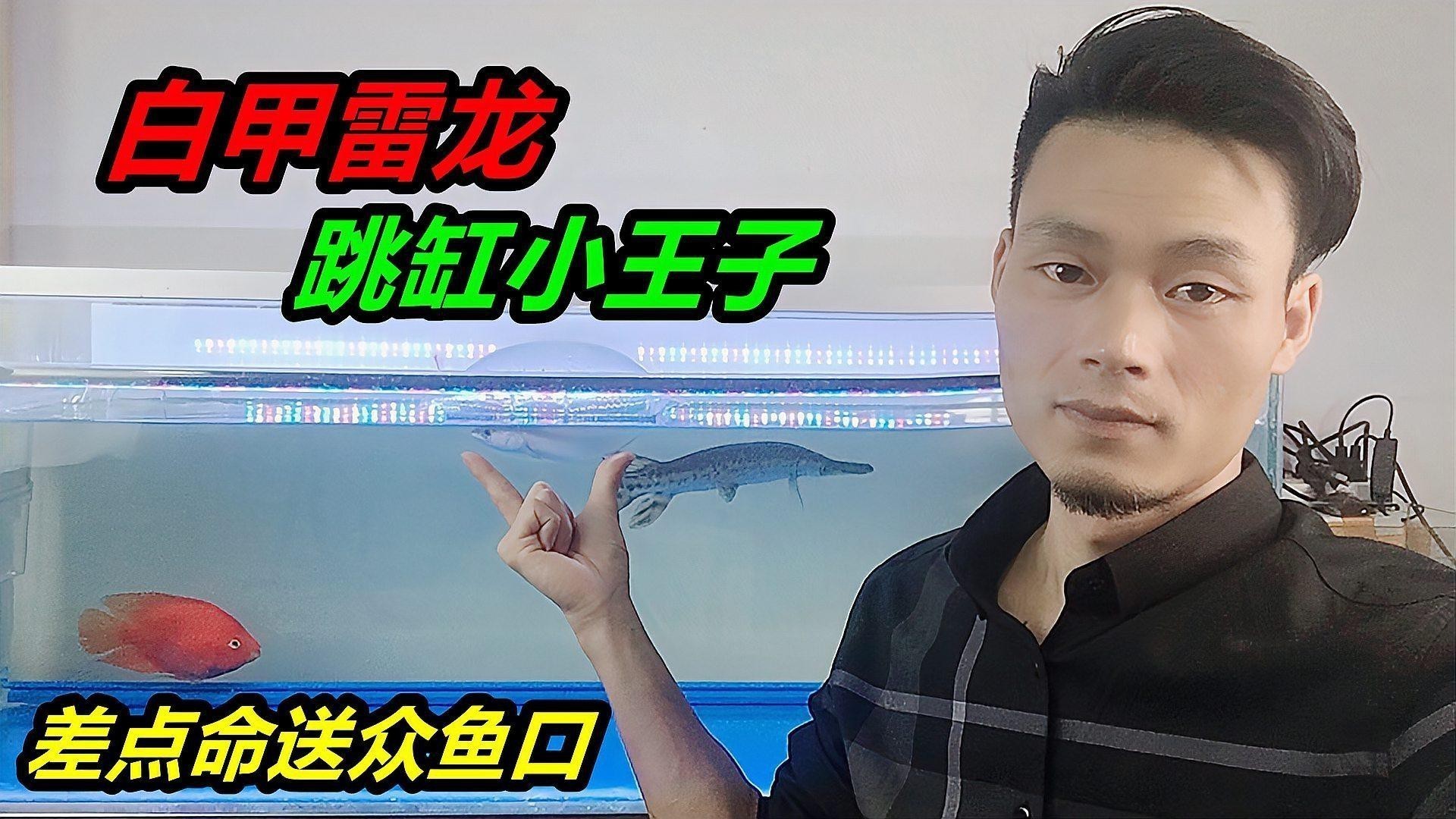 能和雷龍魚混養的魚品種