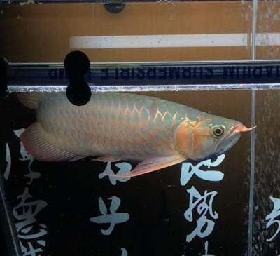 龍魚怎么燒好吃又簡單：家常龍魚，色澤鮮艷，味道鮮美