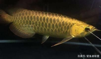 龍魚怎么燒好吃又簡單：家常龍魚，色澤鮮艷，味道鮮美