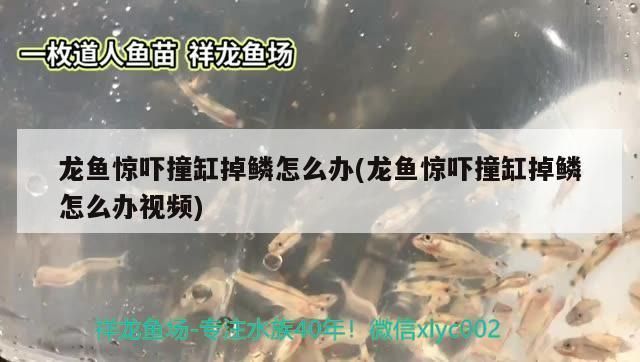 龍魚受驚嚇撞缸掉鱗：關于龍魚受驚嚇撞缸掉鱗的詳細信息 龍魚受驚嚇撞缸掉鱗：關于龍魚受驚嚇撞缸掉鱗的詳細信息 龍魚百科 第2張