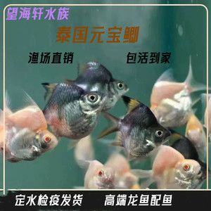 元寶鯽，元寶鯽是一種常見的觀賞魚，具有豐富營養價值和藥用功效 元寶鯽，元寶鯽是一種常見的觀賞魚，具有豐富營養價值和藥用功效 龍魚百科 第1張