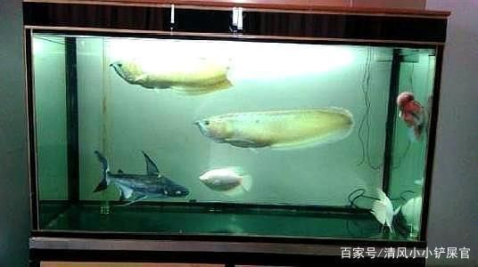 龍魚愛趴缸：龍魚打架原因及其處理方法