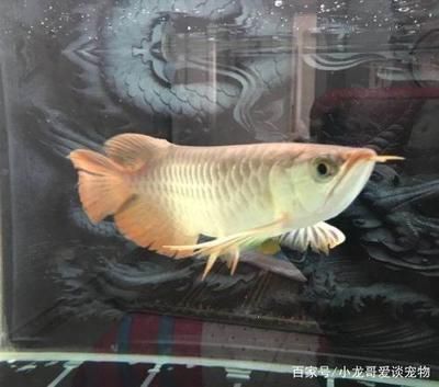 龍魚愛趴缸：龍魚打架原因及其處理方法
