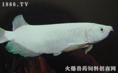 龍魚的大小與死亡率的關系（龍魚在不同生長階段對水溫的需求有所不同）