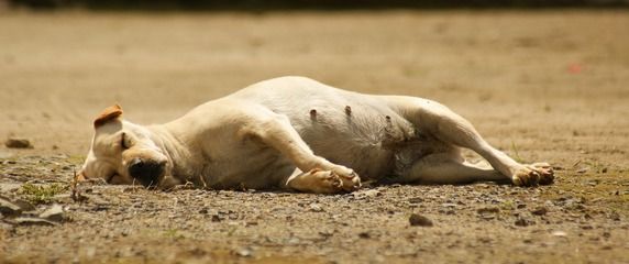 龍魚的大小與死亡率的關系（龍魚在不同生長階段對水溫的需求有所不同）